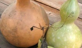 吃甲亢药可以吃葫芦瓜吗,食用指南与注意事项