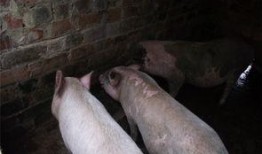 猪吃兰瓜,兰瓜与猪的奇妙邂逅